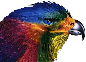 Farbenfroher Adler